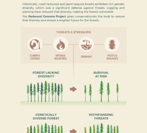 Infographic describes benefits of a genetically diverse forest