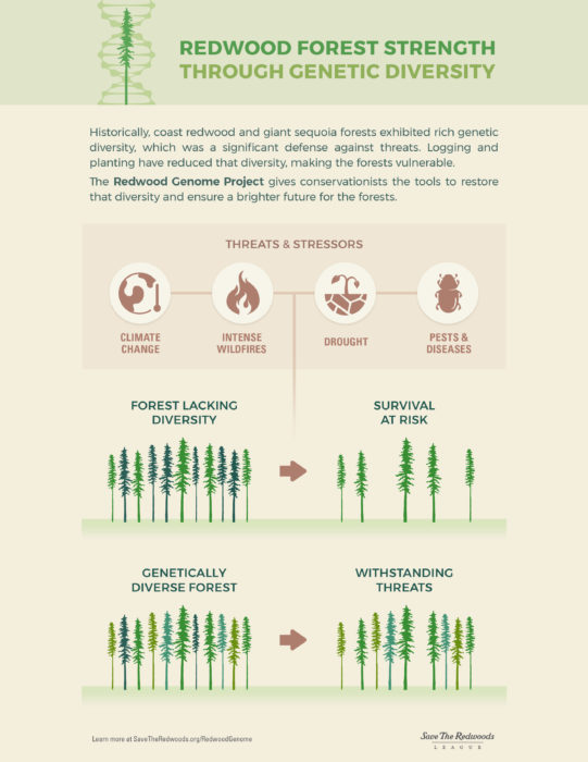 Redwood Forest Strength Through Genetic Diversity