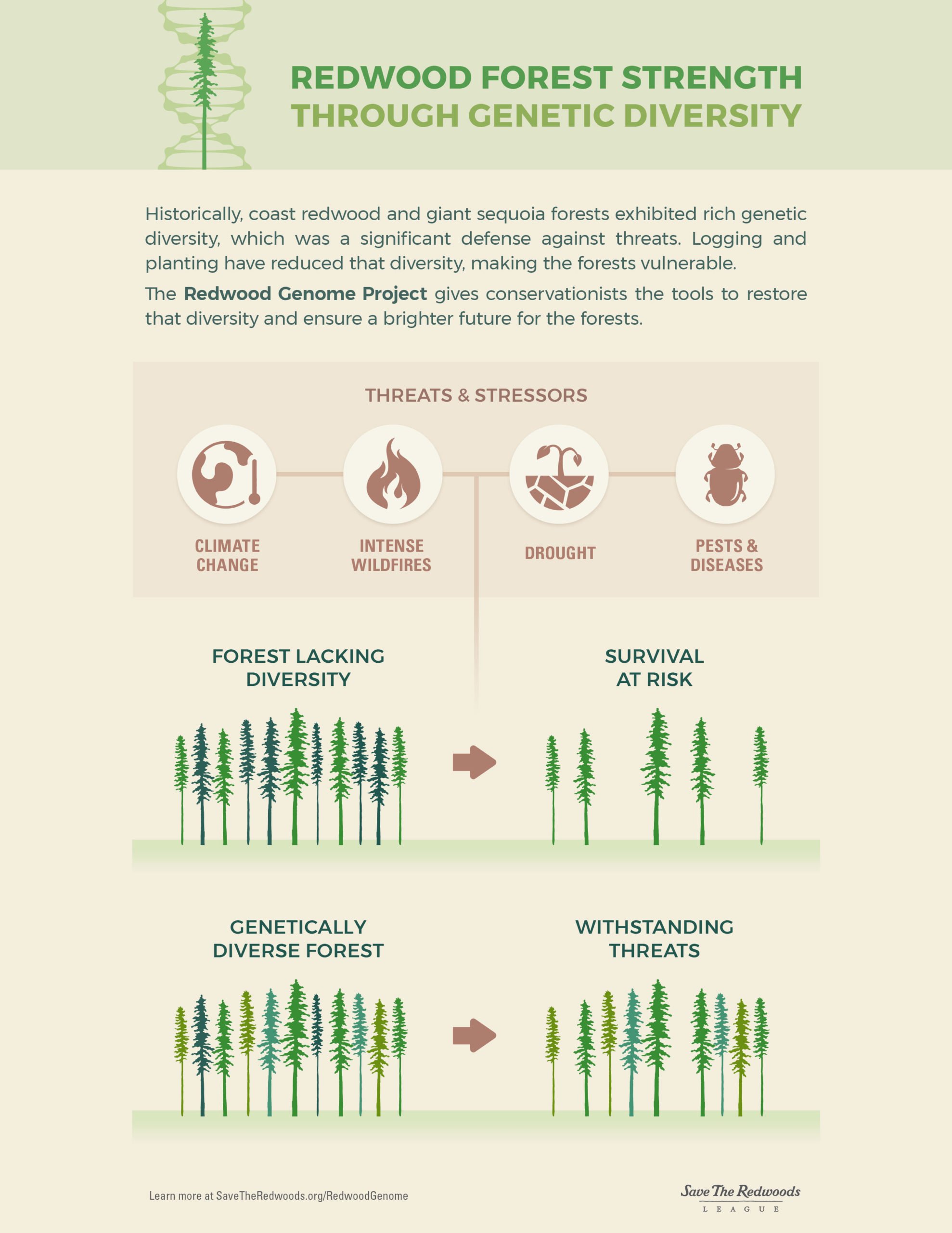 Benefits of a genetically diverse forest include increased defense against threats, resulting in a more resilient ecosystem.