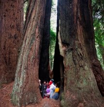 Kids in the redwoods (literally!)