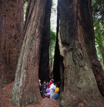 Kids in the redwoods (literally!)