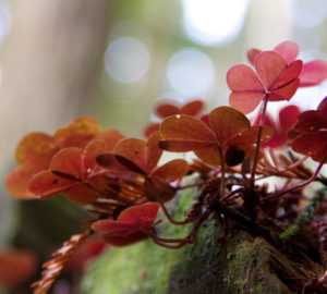 Close up view of Redwood sorrel growing on a mossy log. The background is out of focus, giving an atmospheric feel of dappled light shining through the canopy.