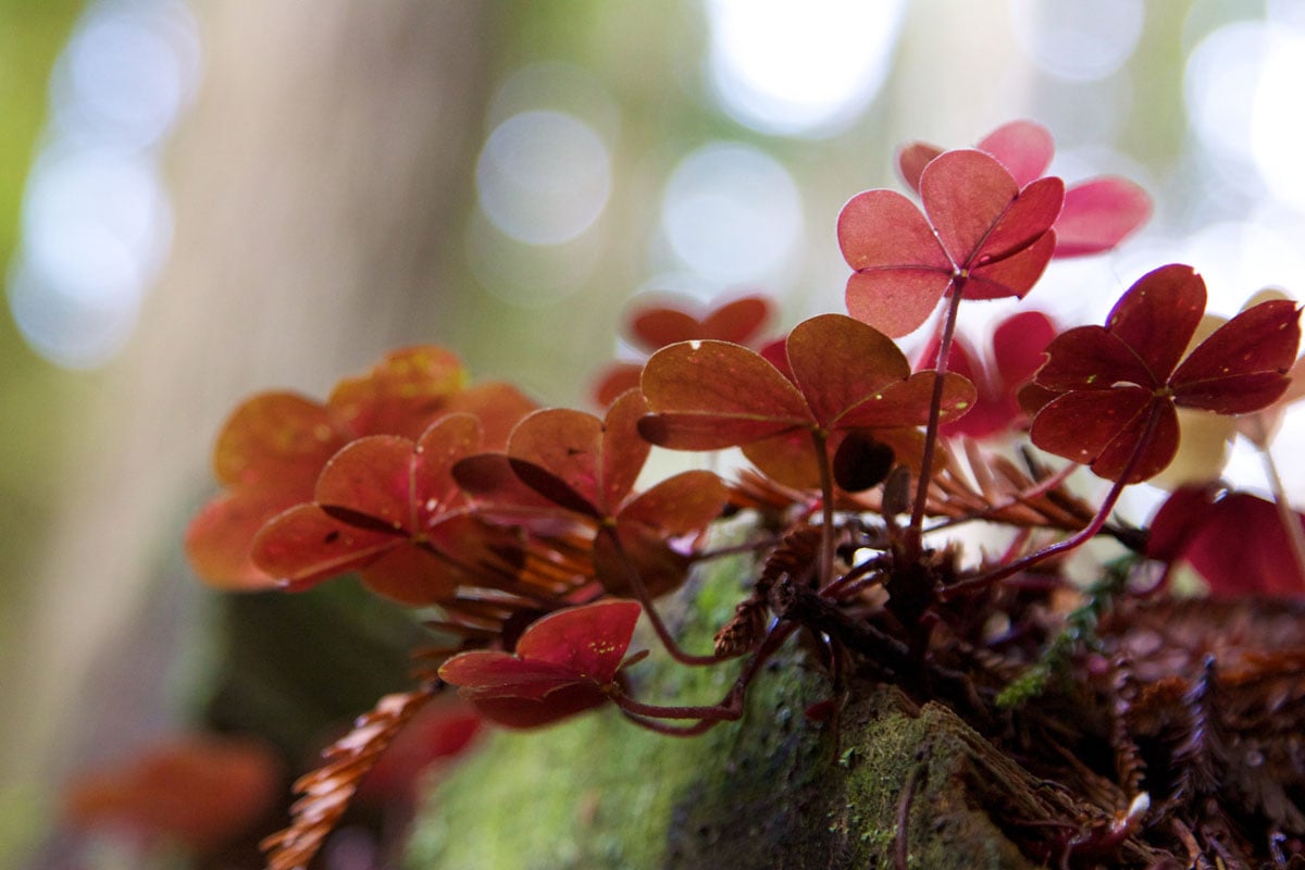 Close up view of Redwood sorrel growing on a mossy log. The background is out of focus, giving an atmospheric feel of dappled light shining through the canopy.