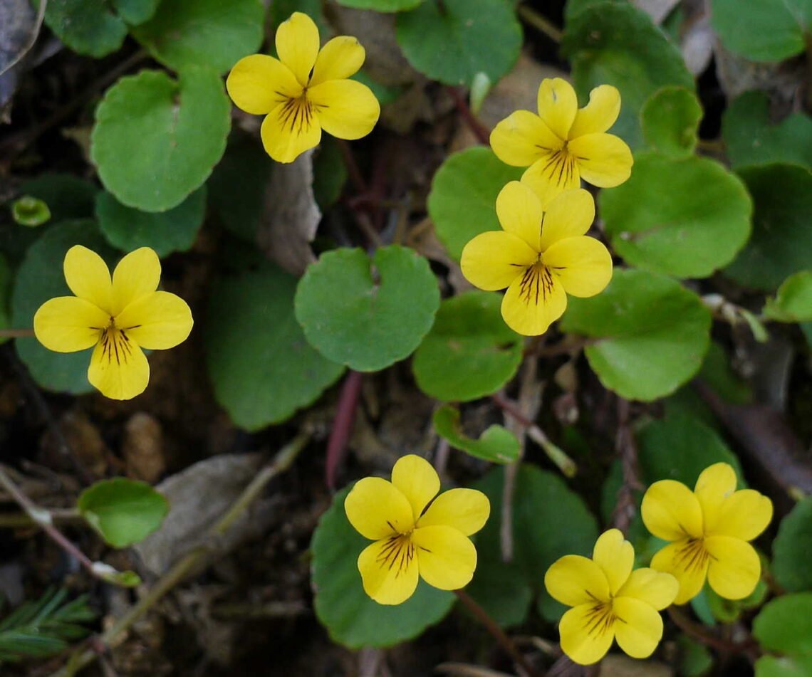 Seven yellow flowers with dark centers and round leaves