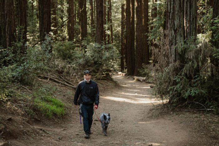 A man taking his dog for a walk down a trail in the redwoods