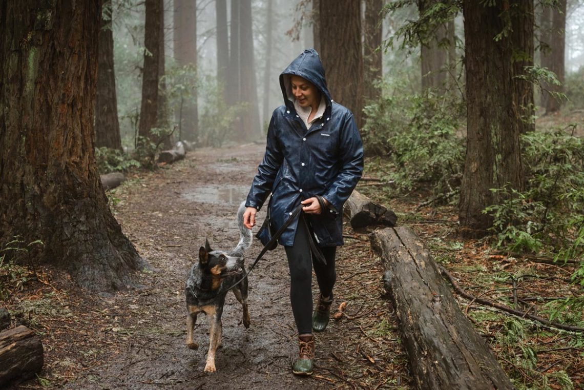 A person in a rain jacket walking a dog in the wet redwood forest