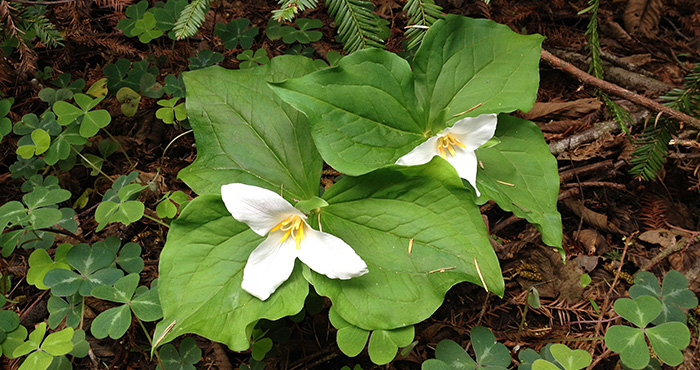 Help us study how our forests are responding to climate change and get involved with our phenology project.