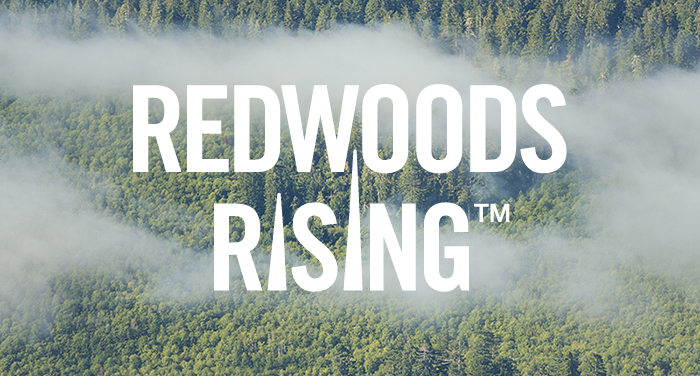 Residual old-growth redwoods rise above a second-growth stand in Redwood National and State Parks. Photo by Mike Shoys