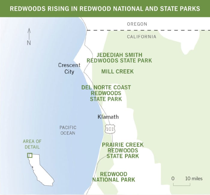 REDWOODS RISING IN REDWOOD NATIONAL AND STATE PARKS