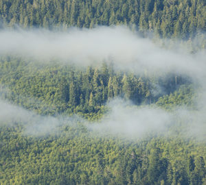 Residual old-growth redwoods rise above a second-growth stand in Redwood National and State Parks. Photo by Mike Shoys