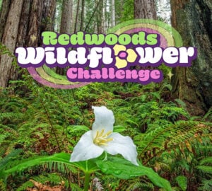 Test your knowledge with our Redwoods Wildflower Challenge