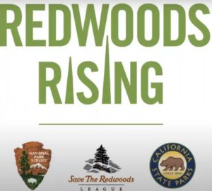 Video: Redwoods Rising gets to work