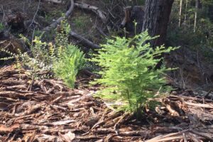 Redwoods Rising does not need to plant or reseed trees, because redwood saplings like these arise naturally in restored ecosystems.