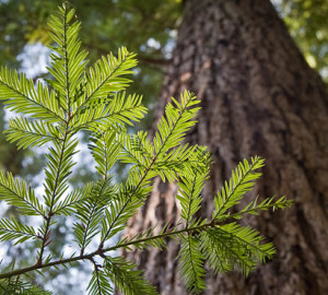 Genetic profiles of specific coast redwood strains mean some trees could demonstrate greater resilience in certain types of climatic conditions than others. Photo by Paolo Vescia