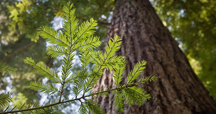 Genetic profiles of specific coast redwood strains mean some trees could demonstrate greater resilience in certain types of climatic conditions than others. Photo by Paolo Vescia