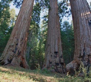 A study confirms that northern giant sequoia groves have lower genetic diversity than central and southern groves. Photo by Bob Wick