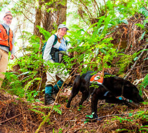For a League-sponsored study, Wicket sniffs for the scent of a white-footed vole, one of the rarest and least understood mammals in North America, and one of the only mammals endemic to the coastal coniferous forests of Northern California and Oregon. Photo by Humboldt State University