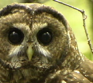 A study found that thinned areas supported higher populations of prey species for the endangered northern spotted owl (pictured) and the rare Humboldt marten.