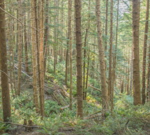 The new forest restoration practice called localized release involves thinning dense young redwood stands such as these to accelerate their transformation into thriving diverse forests with massive redwoods and flourishing plants and wildlife. Photo by Mike Shoys