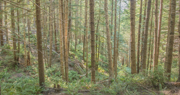 The new forest restoration practice called localized release involves thinning dense young redwood stands such as these to accelerate their transformation into thriving diverse forests with massive redwoods and flourishing plants and wildlife. Photo by Mike Shoys