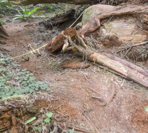 Unofficial trails including this one in Redwood National and State Parks' Grove of Titans result in trampling that can harm roots of ancient trees. Photo by Claudia Voigt