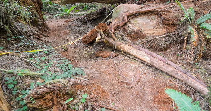 Unofficial trails including this one in Redwood National and State Parks' Grove of Titans result in trampling that can harm roots of ancient trees. Photo by Claudia Voigt