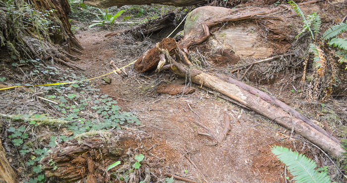 Unofficial trails including this one in Redwood National and State Parks' Grove of Titans result in trampling that can harm roots of ancient trees. Photo by Claudia Voigt