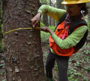 A researcher at work measures tree trunk in Redwood National and State Parks.