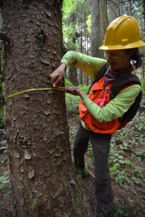 A researcher at work measures tree trunk in Redwood National and State Parks.