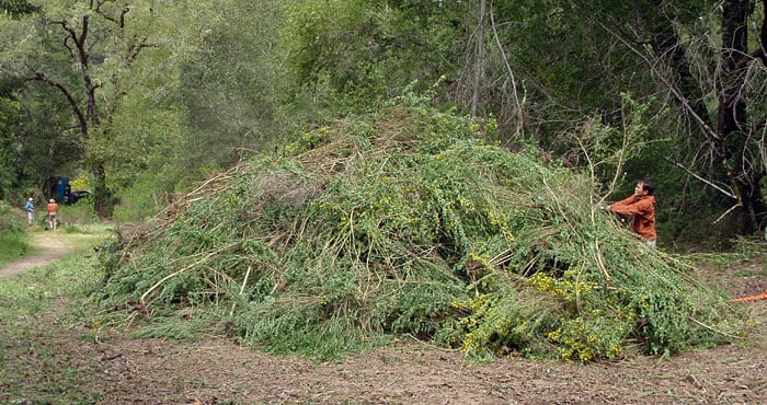 Removing invasive plants such as this broom is another way we restore redwood forests.