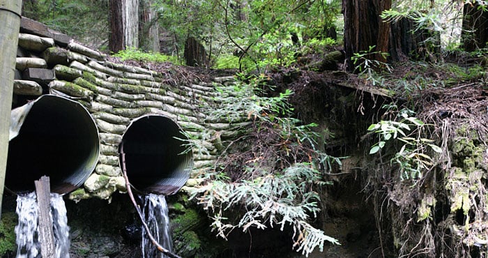 Forest restoration includes removing culverts like these if they block salmon from swimming up and downstream. Redwoods and salmon depend on each other.