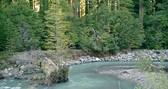 At Mill Creek and elsewhere in California’s redwood regions, Save the Redwoods League manages land so that these old forests of the future will harbor clear, fish-filled streams and diverse, native plants and animals.
