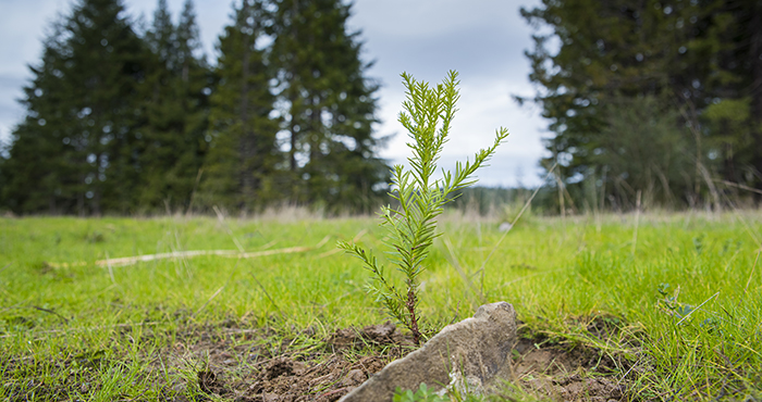 Placing parts of Headwaters Forest Reserve on the path to regain the magic of an ancient forest, the League supported planting of redwood trees and decommissioning of logging roads there.
