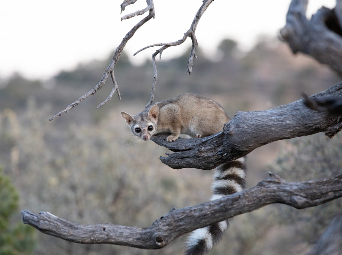 Ringtail stands on a tree branch