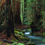 Photo by Ken Susman Come to the redwoods-themed Earth Day SF Street Festival on April 21.