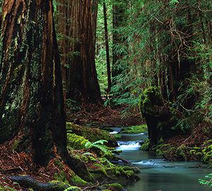 Photo by Ken Susman Come to the redwoods-themed Earth Day SF Street Festival on April 21.