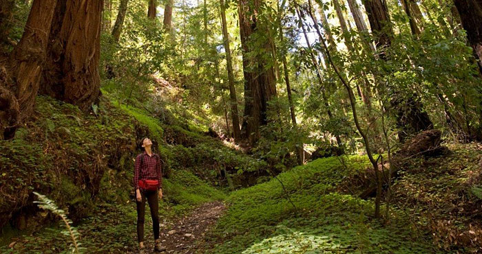 Peters Creek Old-Growth Forest is now protected from development, thanks to your gifts. Photo by Paolo Vescia