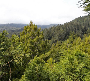 During BioBlitz 2014, League scientists climb and explore the tallest trees in Muir Woods for the first time ever.