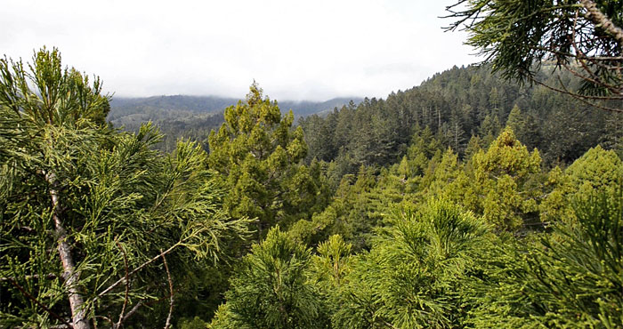 During BioBlitz 2014, League scientists climb and explore the tallest trees in Muir Woods for the first time ever.