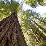 You can help protect Peters Creek Old-Growth Forest (pictured), a rare ancient  forest in the Santa Cruz Mountains. Photo by Paolo Vescia