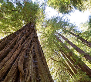 You can help protect Peters Creek Old-Growth Forest (pictured), a rare ancient  forest in the Santa Cruz Mountains. Photo by Paolo Vescia