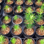 Redwood seedlings. Photo by Mark Bult