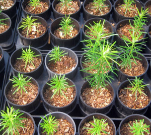 Redwood seedlings. Photo by Mark Bult