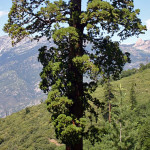 High-severity treatments have boosted the growth of isolated giant sequoias in what is now Giant Sequoia National Monument. Photo by Rob York