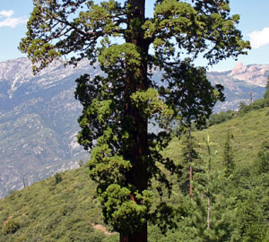 High-severity treatments have boosted the growth of isolated giant sequoias in what is now Giant Sequoia National Monument. Photo by Rob York