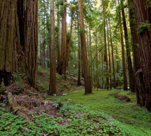 You can help meet the December 31 deadline to protect the stunning Peters Creek Old-Growth Forest. The value of your gift will be doubled if you give by this date. Photo by Paolo Vescia