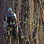 Researchers of the Save the Redwoods League Redwoods and Climate Change Initiative study redwoods to determine how climate change will affect their future. Photo by Stephen C. Sillett