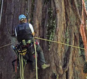 Researchers of the Save the Redwoods League Redwoods and Climate Change Initiative study redwoods to determine how climate change will affect their future. Photo by Stephen C. Sillett