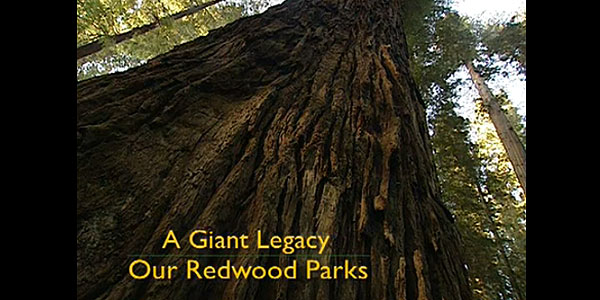 Photo by Save the Redwoods League