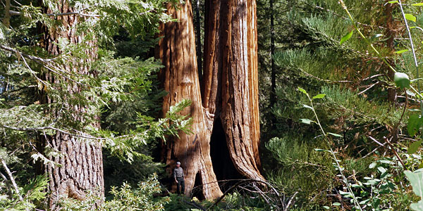 Our recent purchase of land helps protect the surrounding Giant Sequoia National Monument (pictured), home of some of the Earth's largest trees.